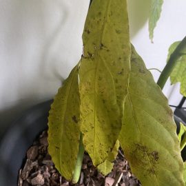Avocado, Blätter mit braunen Flecken, Welkeerscheinungen und trockenen Spitzen ARM DE Community