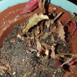 Begonia maculata – sie verliert ihre Blätter ARM DE Community