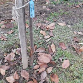 Pflaumenbaum, rissige Rinde an der Basis ARM DE Community