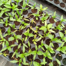 Paprikapflanze, gelbe und verfärbte Blätter ARM DE Community
