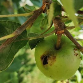 Apfelbaum mit Schädlingen – Apfelwickler ARM DE Community