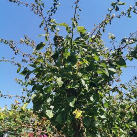 Aprikosenbaum im Herbst beschnitten – Blätter getrocknet und gekräuselt ARM DE Community