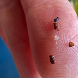 Behandlungen gegen kleine fliegende Käfer ARM DE Community