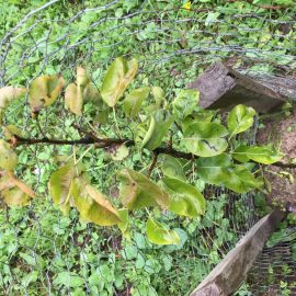 Birnbäume – Flecken auf Blättern und Schädlingen ARM DE Community