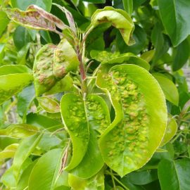 Birnenbaum – welche Behandlungen kann ich für gekräuselte Blätter auftragen? ARM DE Community