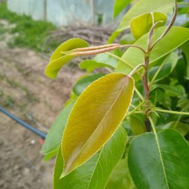 Birnenbaum – welche Behandlungen kann ich für gekräuselte Blätter auftragen? ARM DE Community