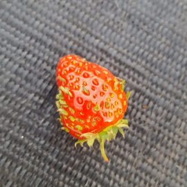 Erdbeere – Blätter, die auf Früchten wachsen ARM DE Community