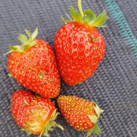 Erdbeere – Blätter, die auf Früchten wachsen ARM DE Community