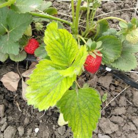 Erdbeere mit gelben Blättern – Eisenmangel ARM DE Community