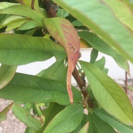 Peach-tree-leaf-spots
