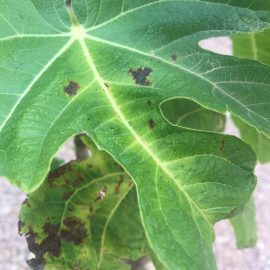 Fig-leaf-spots