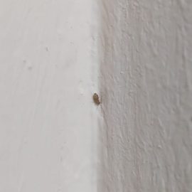 Kleine Insekten in meiner Wohnung ARM DE Community