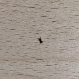 Kleine Insekten in meiner Wohnung ARM DE Community