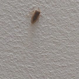 Kleine Käfer im Zimmer – Zwergzikaden ARM DE Community