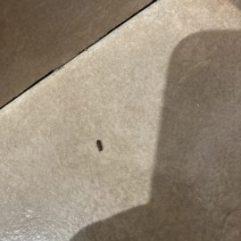 Kleine Käfer in der Küche ARM DE Community