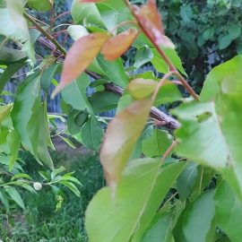 Obstbäume (Kirschbaum und Aprikosenbaum) haben an der Spitze der Äste rötliche Blätter ARM DE Community