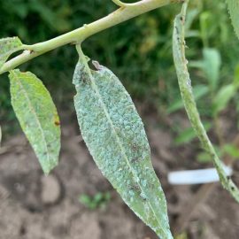 Pfirsichbaum – kleine grüne Insekten (Blattläuse), welke Zweige ARM DE Community