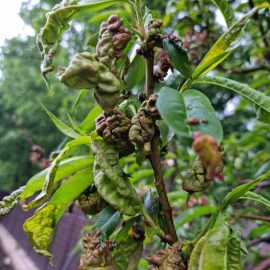 Pfirsichbaum – warum sind Blätter gekräuselt? ARM DE Community