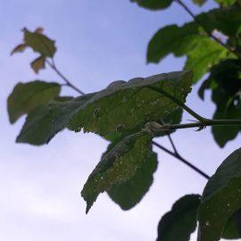 Pflaumenbaum mit Löchern in den Blättern ARM DE Community