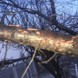 Sauerkirschbaum – die Rinde blättert ab ARM DE Community