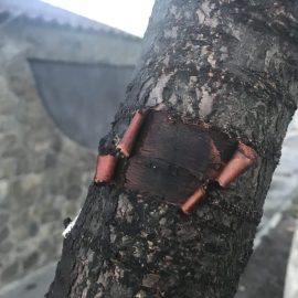 Sauerkirschbaum – die Rinde blättert ab ARM DE Community