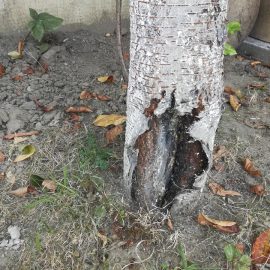 Sauerkirschbaum – eine Wunde in seinem Stamm ARM DE Community