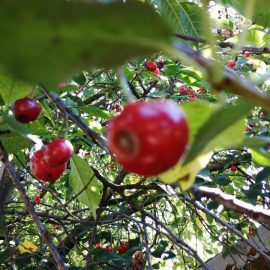Sauerkirschbaum – Flecken auf Früchten ARM DE Community