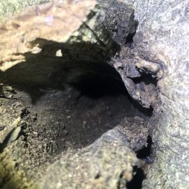 Walnussbaum – wie kann ich einen Ast mit Myriapoden und Schnecken im Inneren entfernen? ARM DE Community