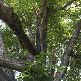 Walnussbaum – wie kann ich einen Ast mit Myriapoden und Schnecken im Inneren entfernen? ARM DE Community