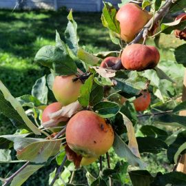 Warum fallen oder verderben die meisten Äpfel auf den Baum? ARM DE Community