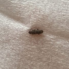 Was sind diese kleine schwarze Insekten in meinem Haus? ARM DE Community