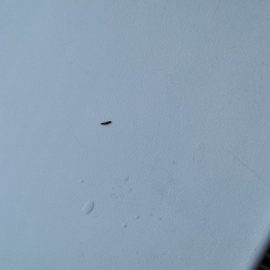 Was sind diese kleine Würmer an den Wänden meines Hauses? ARM DE Community