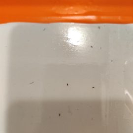 Welches Insektizid kann ich gegen kleine Insekten im Badezimmer auftragen? ARM DE Community