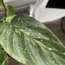 Wie kann ich meine Calathea-Pflanze vor Milben schützen? ARM DE Community
