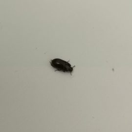 Wie werde ich die schwarzen Käfer aus meinem Schlafzimmer los? ARM DE Community