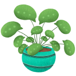 placeholder plant without specialist's answer