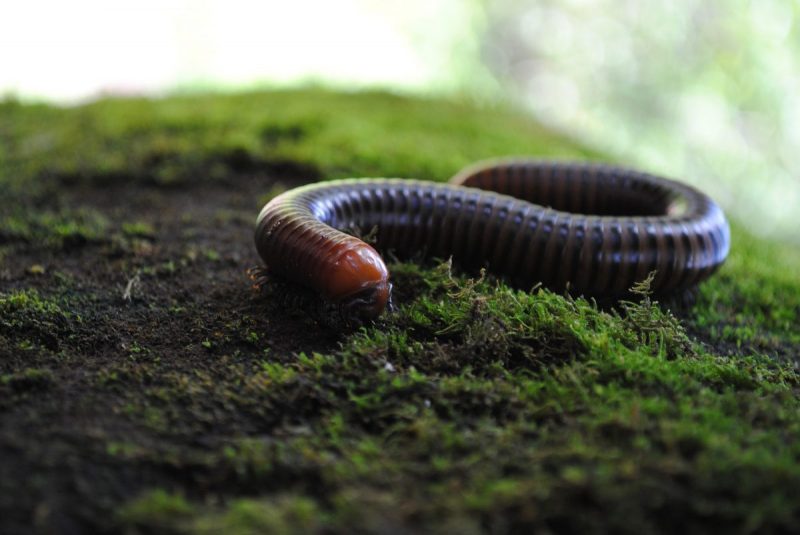 How to get rid of Millipedes
