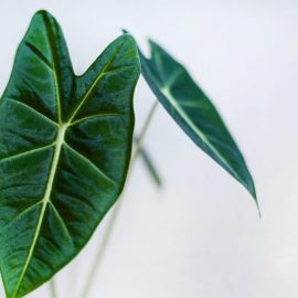 Alocasia-plant-care-and-growing-guide