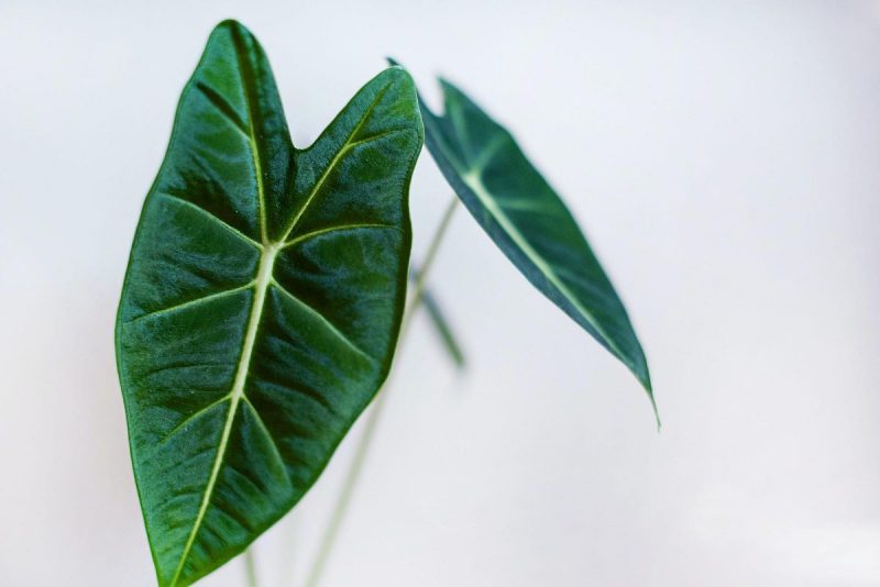 Alocasia, plant care and growing guide