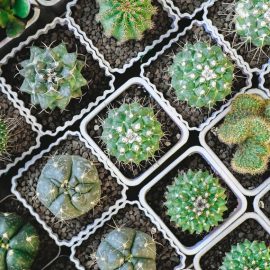 Cacti, pest and disease control