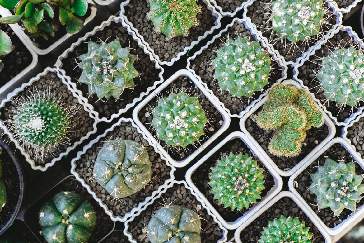 Succulents, plant care and growing guide