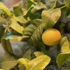 Citrus, pest and disease control