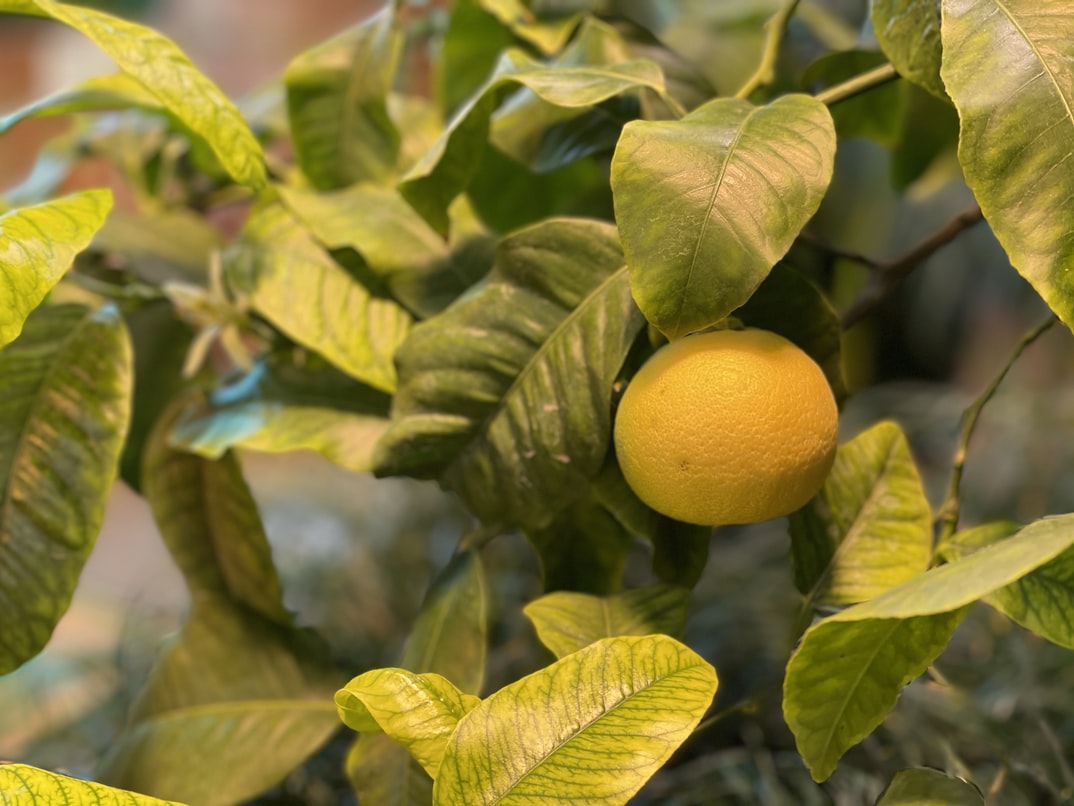 Citrus, plant care and growing guide