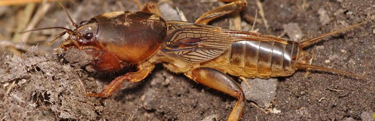European mole cricket (Gryllotalpa gryllotalpa) - pest management