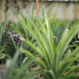 Pineapple- plant-care-and-growing-guide