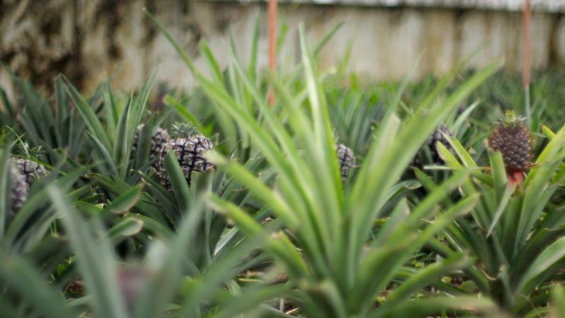 Pineapple, plant care and growing guide