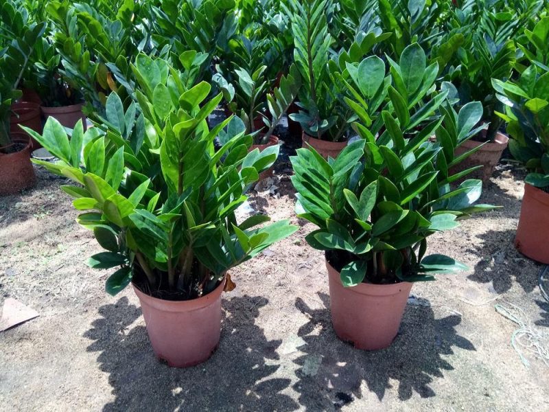 Zamioculcas, plant care and growing guide