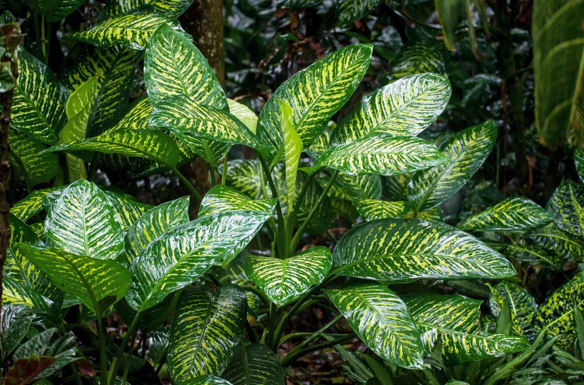 Aglaonema, plant care and growing guide