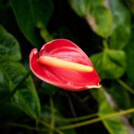 anthurium-plant-care-and-growing-guide