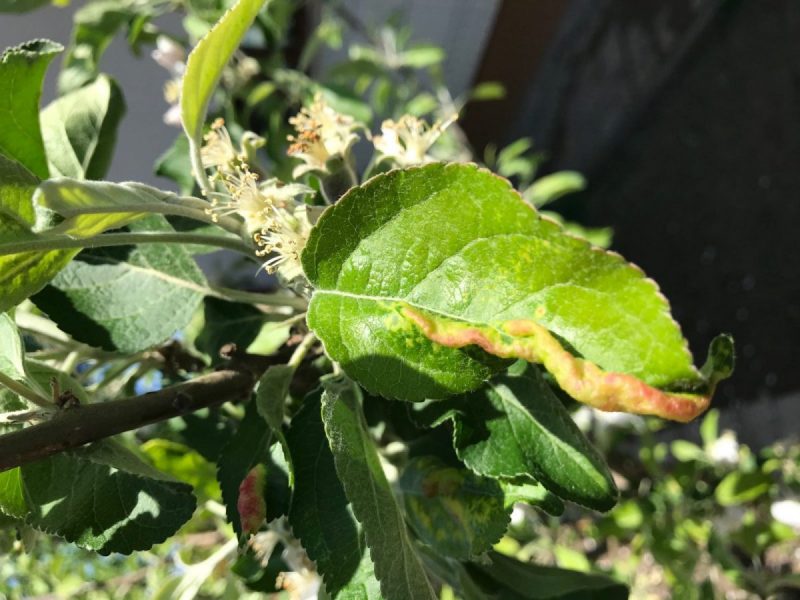 aphids-on-apple-tree